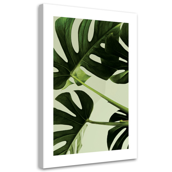 Feeby Obraz na płótnie, Zielone liście monstera 70x100 426952