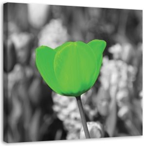 Feeby Obraz na płótnie Zielony tulipan na łące 40×40 388202 Feeby Obraz na płótnie Zielony tulipan na łące 40×40 388202