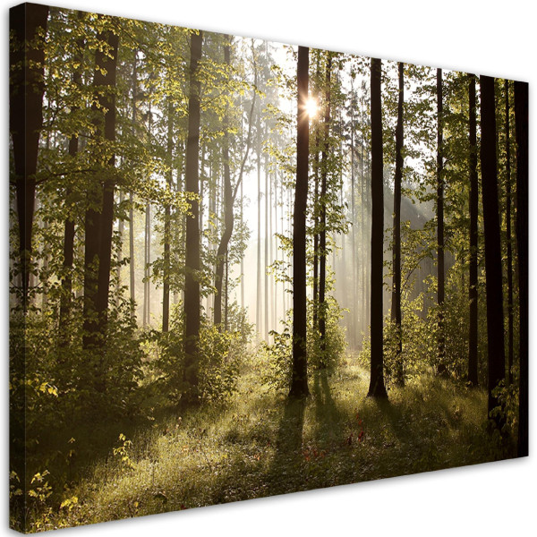 Feeby Obraz, Poranek w lesie 100x70 327534