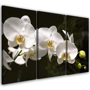 Feeby Obraz tryptyk na płótnie Biała orchidea 60×40 409139 Feeby Obraz tryptyk na płótnie Biała orchidea 60×40 409139
