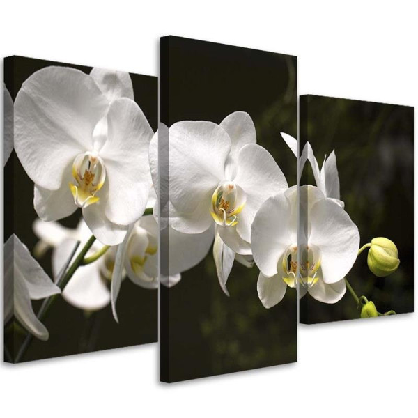 Feeby Obraz tryptyk na płótnie orchidea na czarnym tle 90x60 409149