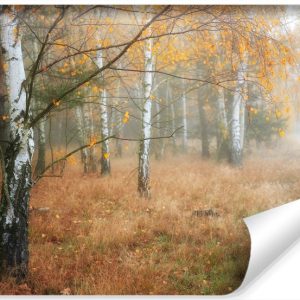 Fototapeta MGŁA Las Drzewa Brzozy Natura 180x120cm 255201 Fototapeta MGŁA Las Drzewa Brzozy Natura 180x120cm 255201