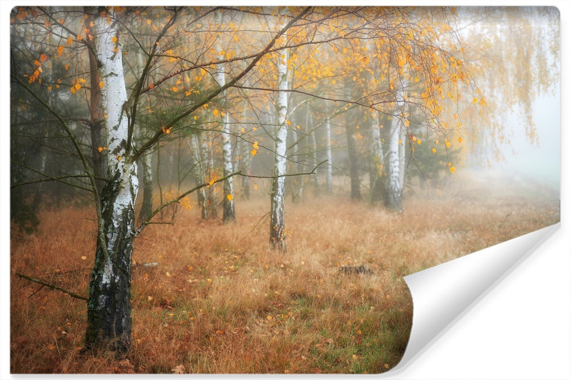 Fototapeta MGŁA Las Drzewa Brzozy Natura 312x219cm 255224