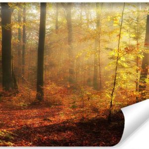 Fototapeta MGŁA W Jesienny Lesie Natura 3D 315x210cm 258870 Fototapeta MGŁA W Jesienny Lesie Natura 3D 315x210cm 258870