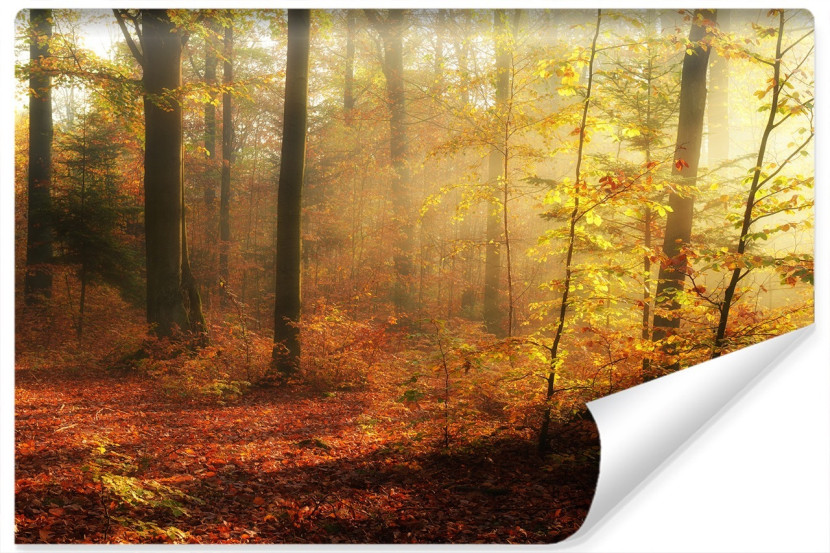 Fototapeta MGŁA W Jesienny Lesie Natura 3D 360x240cm 259000