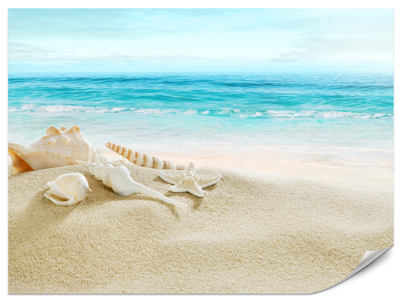 Fototapeta Muszle Na Plaży 300x210cm 983530