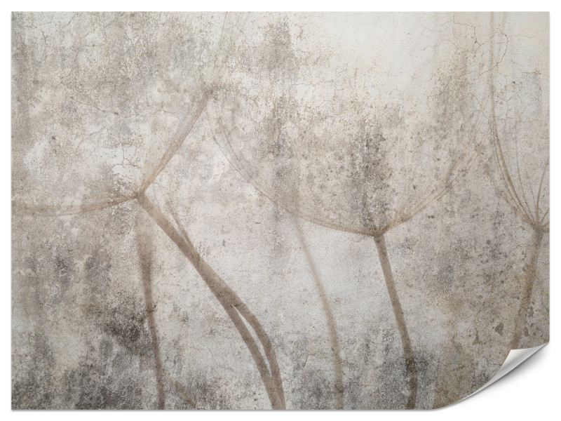 Fototapeta Nasiona dmuchawca na betonie 500x350cm 983523