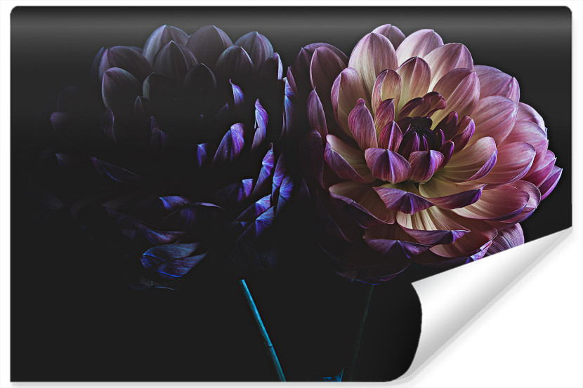 Fototapeta Natura Delikatne DALIE Kwiaty 450x300cm 258895