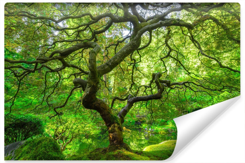 Fototapeta Ogród Japoński Natura 3D 135x90cm 264123