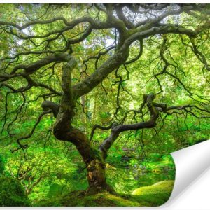 Fototapeta Ogród Japoński Natura 3D 368x254cm 264042 Fototapeta Ogród Japoński Natura 3D 368x254cm 264042