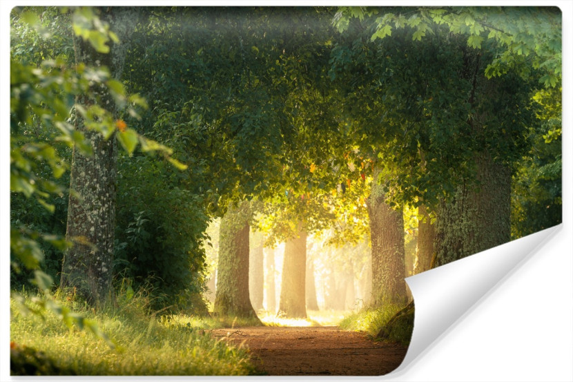 Fototapeta Ozdobna Park Słońce LAS Ścieżka 416x254cm 264512