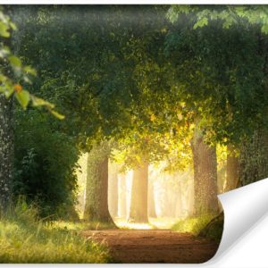 Fototapeta Ozdobna Park Słońce LAS Ścieżka 90x60cm 264384