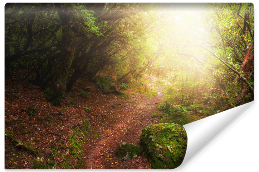 Fototapeta Pejzaż LEŚNY Słońce Mech Natura 368x280cm 259007