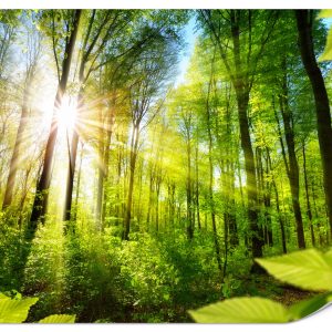 Fototapeta Słońce pomiędzy drzewami 450x315cm 982158