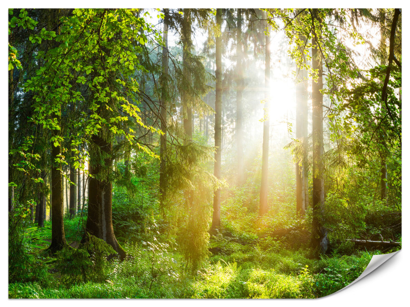 Fototapeta Słoneczny las 500x350cm 985692