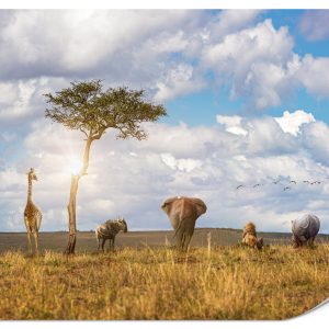 Fototapeta Spacerujące zwierzęta safari 400x280cm 988028 Fototapeta Spacerujące zwierzęta safari 400x280cm 988028
