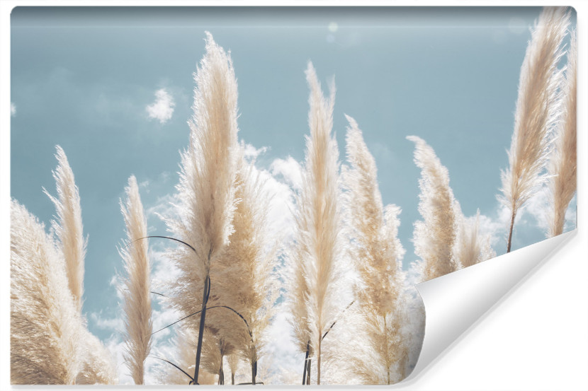Fototapeta TRAWA Pampasowa Niebo Chmury 3D 135x90cm 261797