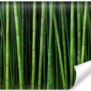 Fototapeta Tropikalne Drzewa BAMBUS Azja 135x90cm 265863