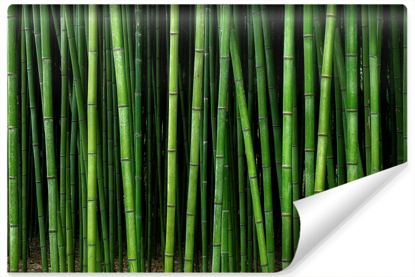 Fototapeta Tropikalne Drzewa BAMBUS Azja 312x219cm 265852