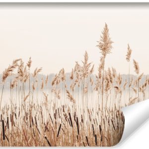 Fototapeta Trzciny Przy Spokojnym Jeziorze 312x219cm 161175 Fototapeta Trzciny Przy Spokojnym Jeziorze 312x219cm 161175