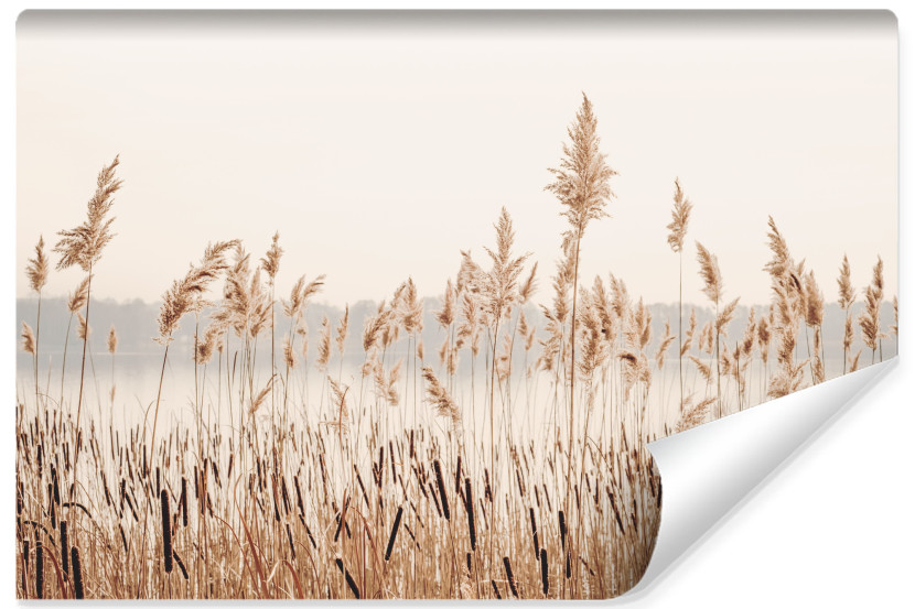 Fototapeta Trzciny Przy Spokojnym Jeziorze 405x270cm 161144