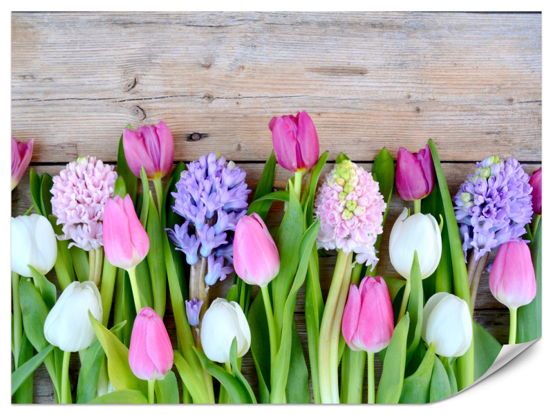 Fototapeta Tulipany i hiacynty 450x315cm 983302