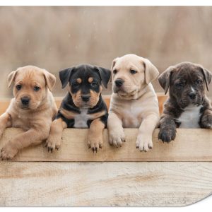 Fototapeta Urocze psiaki 350x256cm 987912 Fototapeta Urocze psiaki 350x256cm 987912
