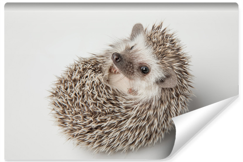 Fototapeta Uroczy Jeż Afrykański 312x219cm 253448