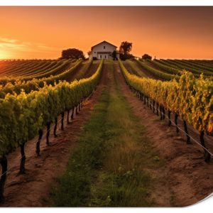 Fototapeta Winnica o zachodzie słońca 200x140cm 989491 Fototapeta Winnica o zachodzie słońca 200x140cm 989491