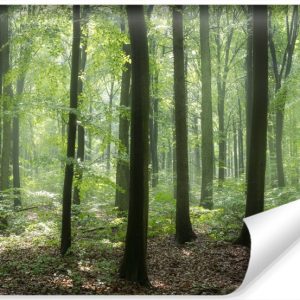 Fototapeta Wiosenny Las Efekt 3D 360x240cm 262692 Fototapeta Wiosenny Las Efekt 3D 360x240cm 262692