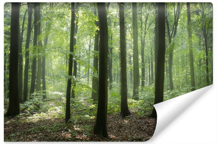Fototapeta Wiosenny Las Efekt 3D 520x318cm 262715
