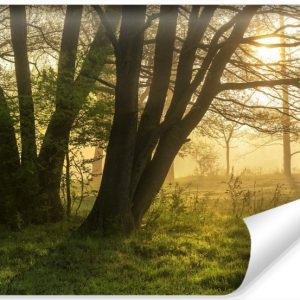 Fototapeta WSCHÓD Słońca Drzewa Polana 3D 208x146cm 262911 Fototapeta WSCHÓD Słońca Drzewa Polana 3D 208x146cm 262911