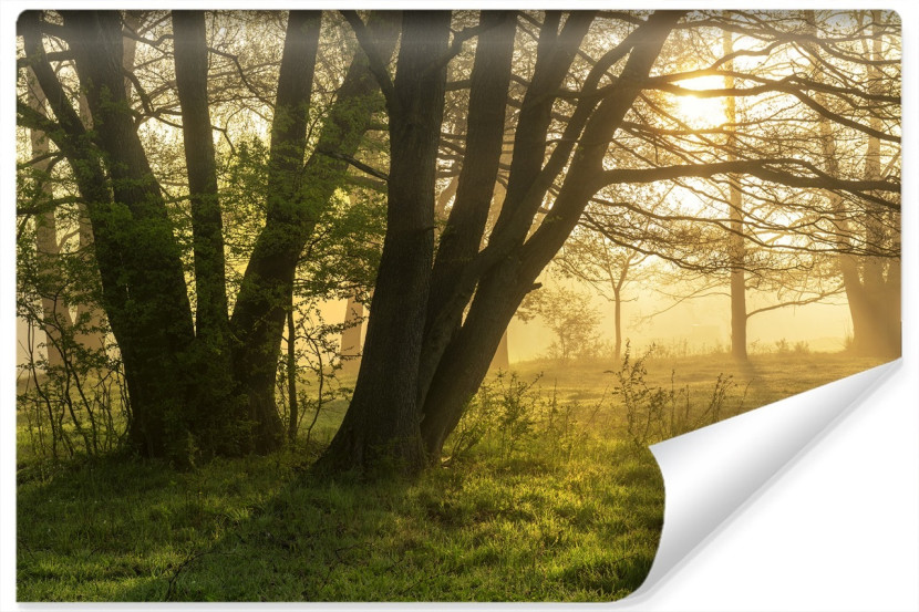 Fototapeta WSCHÓD Słońca Drzewa Polana 3D 360x240cm 263027