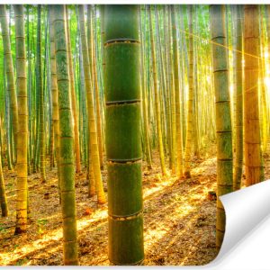 Fototapeta Wschód SŁOŃCA Las Bambusowy 135x90cm 265432 Fototapeta Wschód SŁOŃCA Las Bambusowy 135x90cm 265432