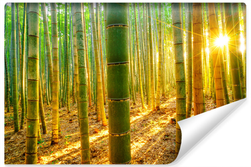 Fototapeta Wschód SŁOŃCA Las Bambusowy 405x270cm 265486