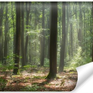 Fototapeta Wschód Słońca Pośród Drzew We Mgle 152.5x104cm 262840 Fototapeta Wschód Słońca Pośród Drzew We Mgle 152.5x104cm 262840