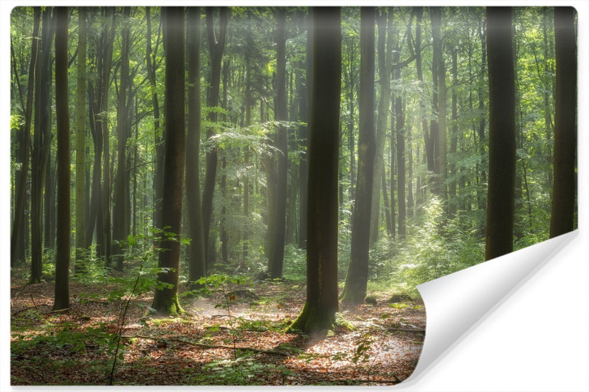 Fototapeta Wschód Słońca Pośród Drzew We Mgle 90x60cm 262846