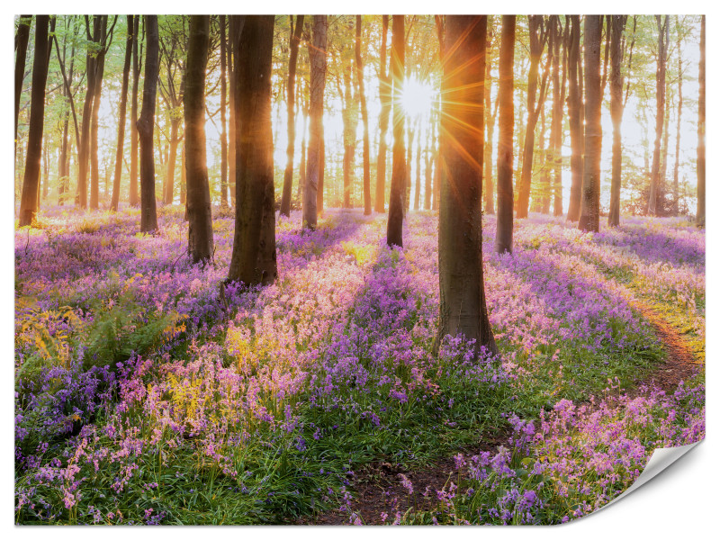 Fototapeta Wschód słońca w kolorowym lesie 350x256cm 982144